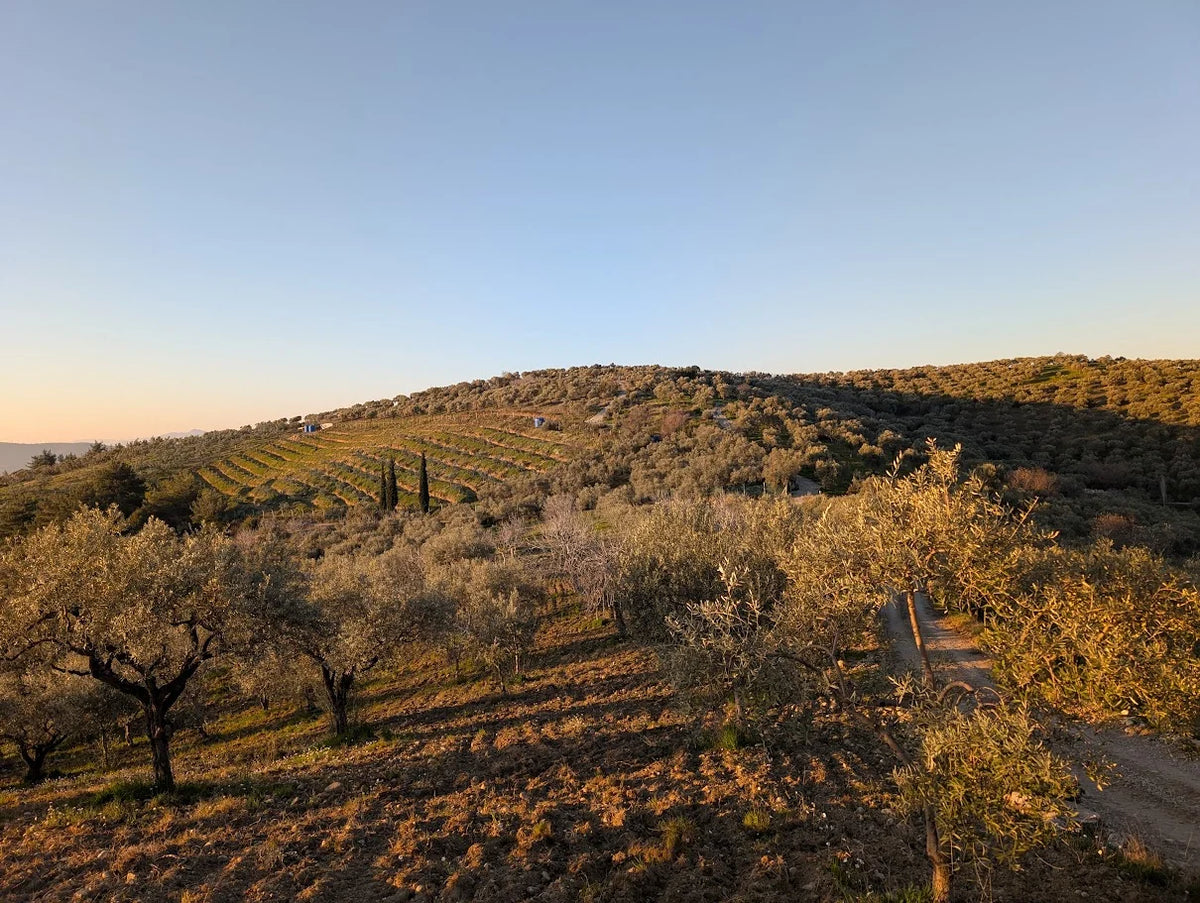 Nifolia olive grove hillside near Izmir at sunset